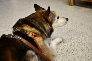 4zampe5 1 Bama Fashion